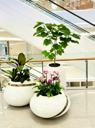 宁波花卉摆放方案-江北花木租赁公司选择-海曙花木租赁效果图-慈溪绿植租赁保养